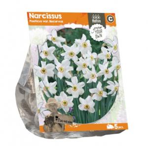Baltus Narcissus Poeticus var Recurvus bloembollen per 5 stuks